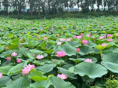 -白渔泡湿地公园