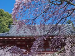 -醍醐寺