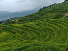 -紫鹊界梯田景区