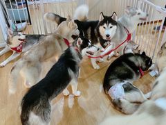 -Husky Go! 哈士奇体验馆·宠物咖啡厅狗咖