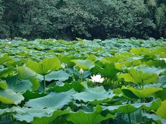 -白鹭湾湿地公园
