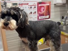 -瑞派名望志远动物医院·猫科·內科·异宠专科(直港大道店)
