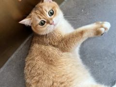 -飞行喵MR PILOT|猫舍·猫咖(静安大融城店)