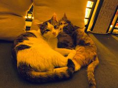 -Sirena海妖日咖夜酒