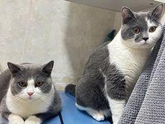 -爱洗澡的猫(天河路店)