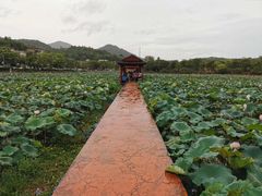 -红山村