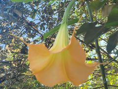 -野象谷景区