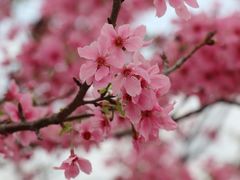 -天适樱花悠乐园