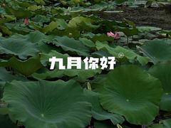 -范蠡湖公园