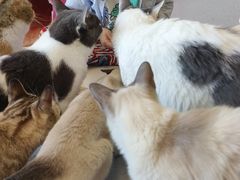 -Cappucimeow猫咪咖啡馆(韦伯时代店)
