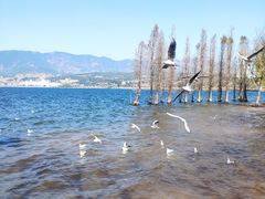 -阳宗海湿地