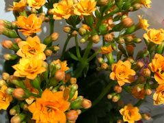 -百伦百货(简阳店)