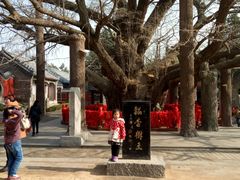 天下银杏第一树-浮来山风景区