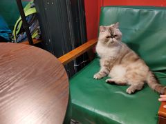 -猫色咖啡·猫咖