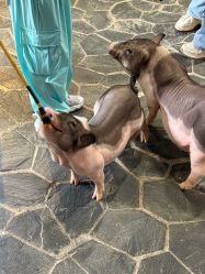 -Zoolung Zoolung动物主题公园(海信广场店)