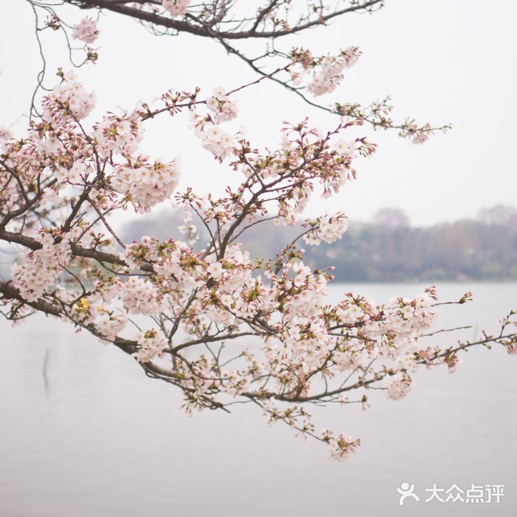 樱花之下 还有咖啡节 ☕