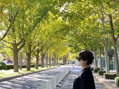 -三里屯东五街银杏大道