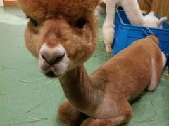 -藦茜花园宠物主题亲子互动体验馆(国顺东路店)
