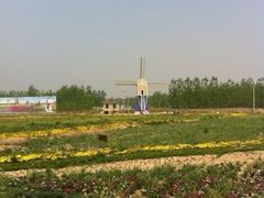 iphone_upload_pic-荷兰花海