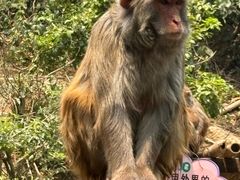 -西双版纳原始森林公园