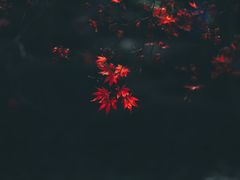 -秋霞圃