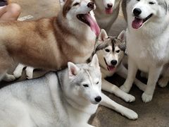 -TrueLove @ Neverland (Husky Cafe)