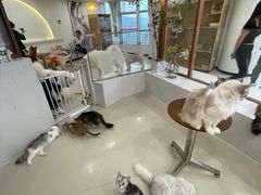 -共舞时光猫咖·狗咖(新街口店)