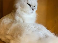 -猫猫幼稚园·撸猫·桌游·电玩