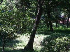 -八大关景区