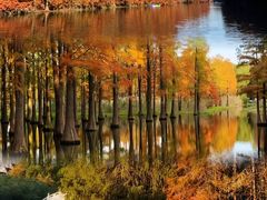 -上海海湾国家森林公园