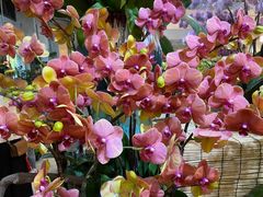 -双季花艺园艺市场(浦东店)