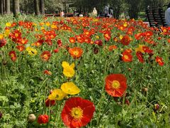 -上海共青森林公园