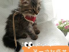 -纳吉亚猫专科动物医院博雅分院