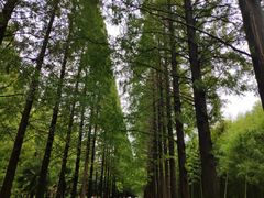 -黄海国家森林公园