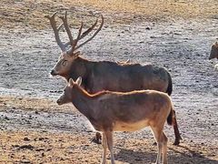 -北京麋鹿生态实验中心