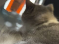 -安安宠医宠物医院·异宠·犬猫内科(岳阳分院)