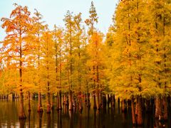 -白鹭湾湿地公园