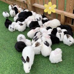 -萌宠亲子动物乐园(槐房万达店)