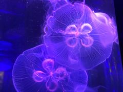 -梦幻海洋王国(吾悦广场张家港店)