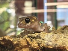 -帕帕拉兹宠物(亚洲旗舰店)