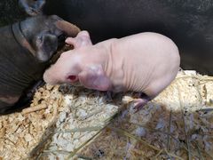 -酷以爬仙阁实体爬宠店·守宫·蜥蜴·专业繁育