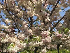 -古柏渡飞黄旅游区