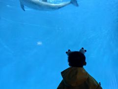 -海合安成都极地海洋公园