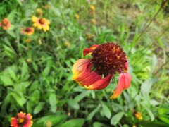 -野鸭湖国家湿地公园