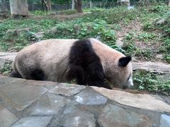 -都江堰中华大熊猫苑