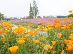 -花开海上生态园