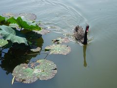 -长兴太湖图影湿地文化园
