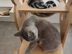 -飞行喵MR PILOT|猫舍·猫咖(静安大融城店)