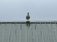 -Piroshky Piroshky | Pike Place Market