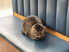 -伟伟宠物医院·瑞派猫友好医院·猫科(光谷店)